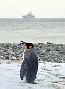 A penguin on South Georgia watches HMS Edinburgh pass by. (LA (PHOT) Kyle Heller; Crown Copyright) 