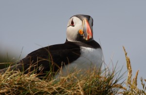 A Puffin spotted on Operation Auk (Crown Copyright)