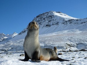 My favourite animal on South Georgia – the South Antarctic Fur Seal. After near extinction from the fur trade there are now 5 million! [Simon Browning]