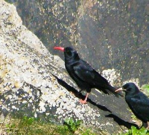 21 year old Chough at Castlemartin [Lynne Houghton, PCNPA]