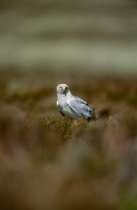 A hen harrier on the ground. [Copyright RSBP]