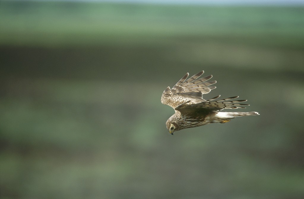 An adult female Hen harrier in flight. [Copyright RSBP]