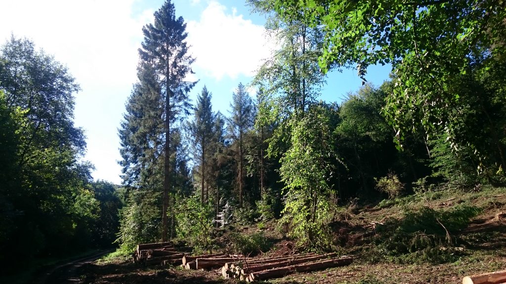 Tree felling has taken place at Erlestoke Woods on Salisbury Plain. [Landmarc Support Services/2016]