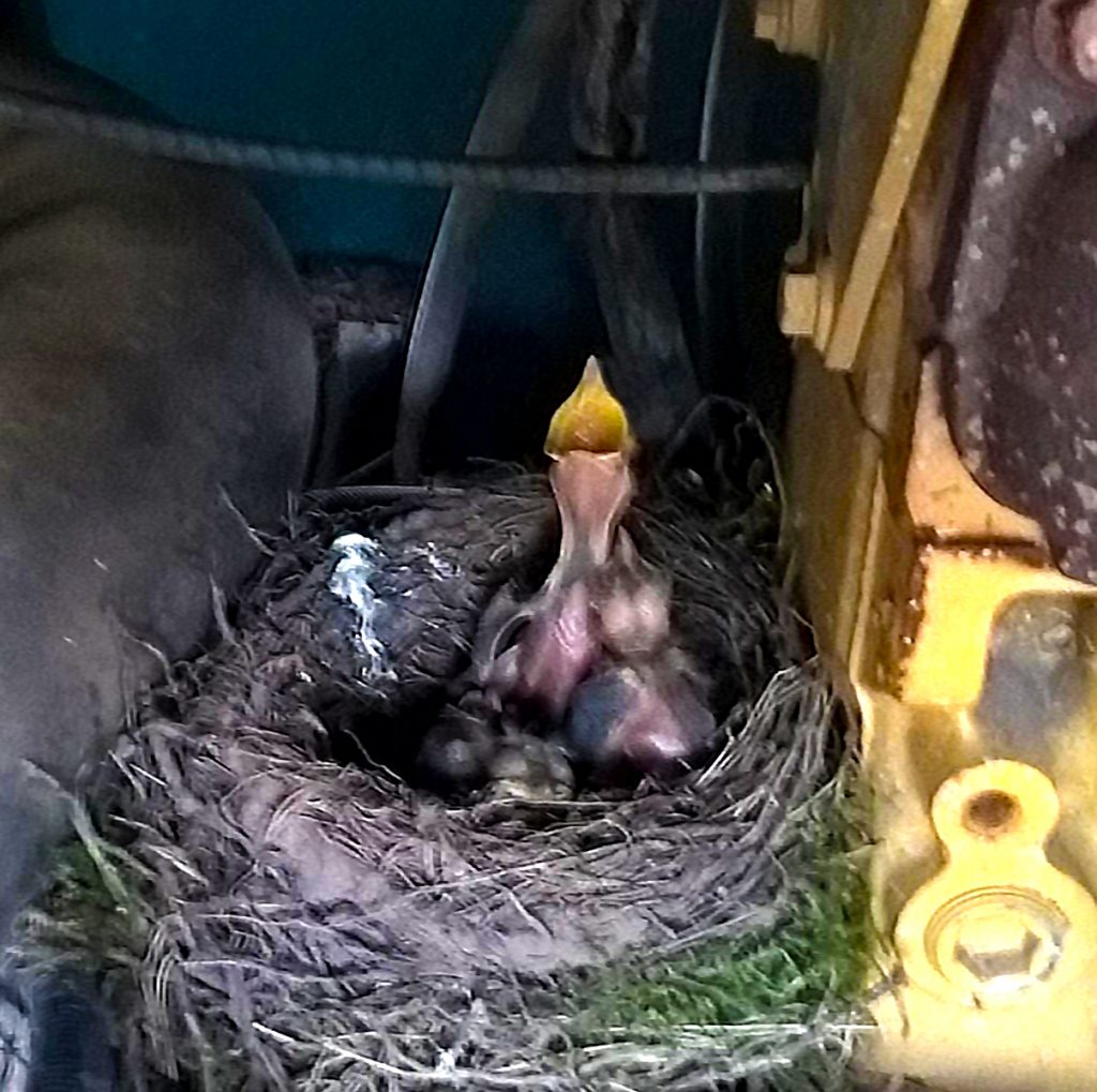 Blackbird chicks in the engine hatch of a topsoil grader