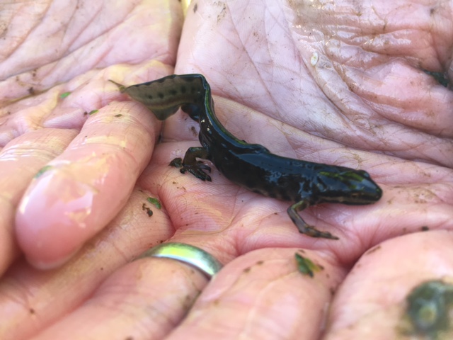 A smooth newt, taken during a 2017 survey of population at Worthy Down. [Skanska]