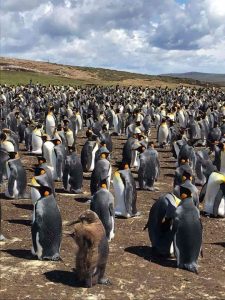 Emperor penguins at Byron Bay [Crown Copyright, MOD 2018]