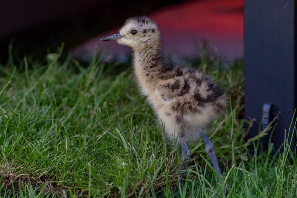 A curlew chick on the grass at Slimbridge Nature Reserve