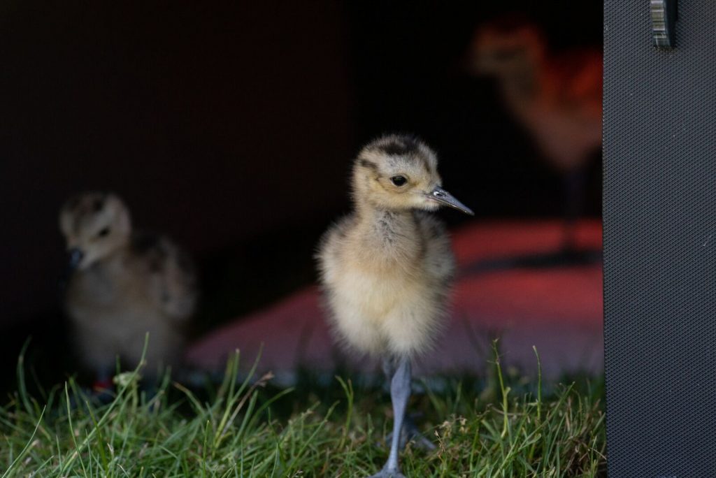Chicks that were rescued from RAF airfields being raised at WWT Slimbridge Nature Reserve