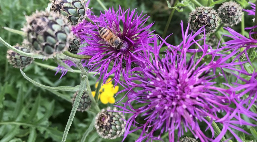 A honey bee with black and brown stripes on its body is sitting in a dark purple flower. Next to it is another large purple flower and grass.