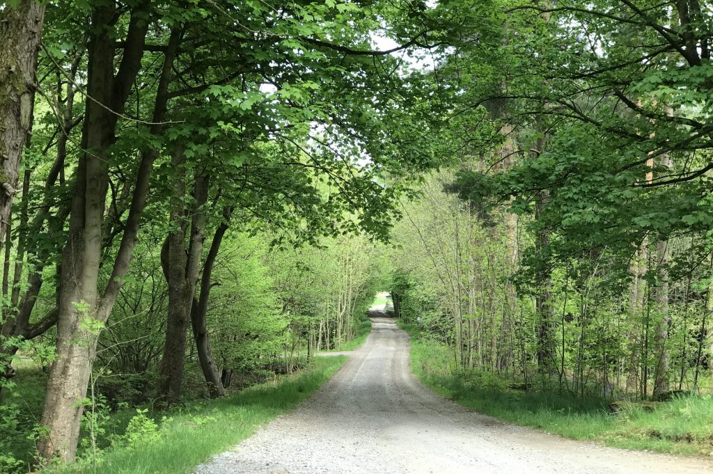 A road travelling through trees on either side.