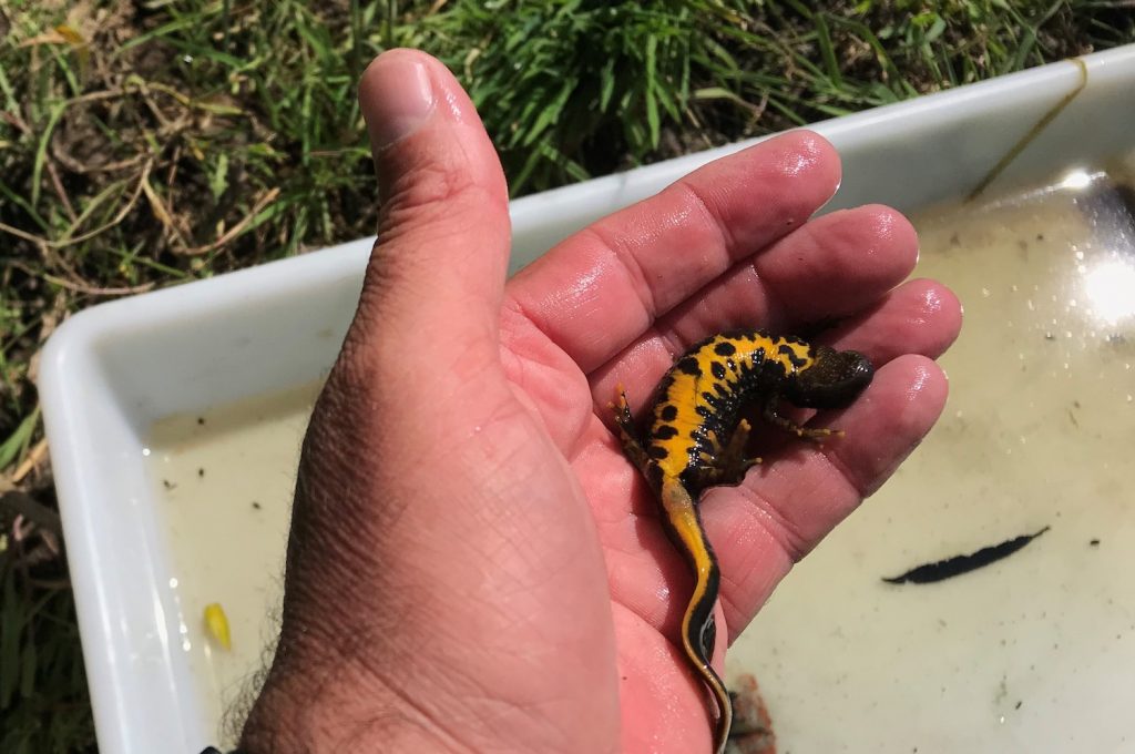 A hand holding a Grey Crescent Newt. it is black with a yellow body and has black spots