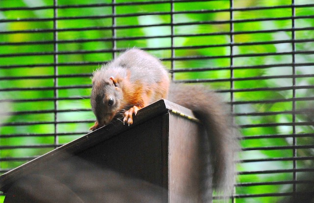 A red squirrel in a black cage sittin on a wooden plank. 