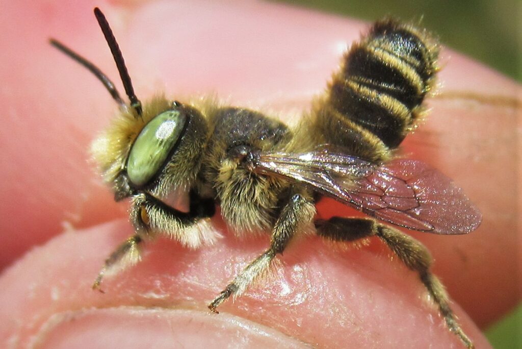 A bee rests on someone's fingers. The rear section of the bee's body is pointing up into the air.