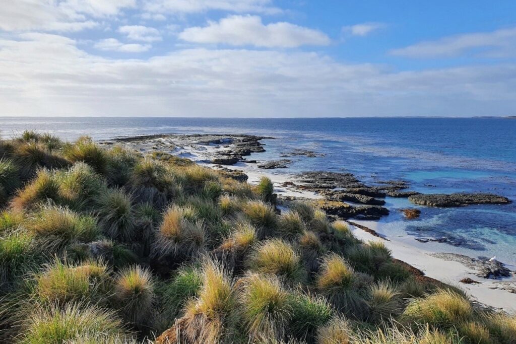 In the foreground, clumps of healthy tussac grass can be seen on a sloped section of Middle Island's coast. Behind this there are a few rocky outcrops in the water, with the sea stretching into the horizon.