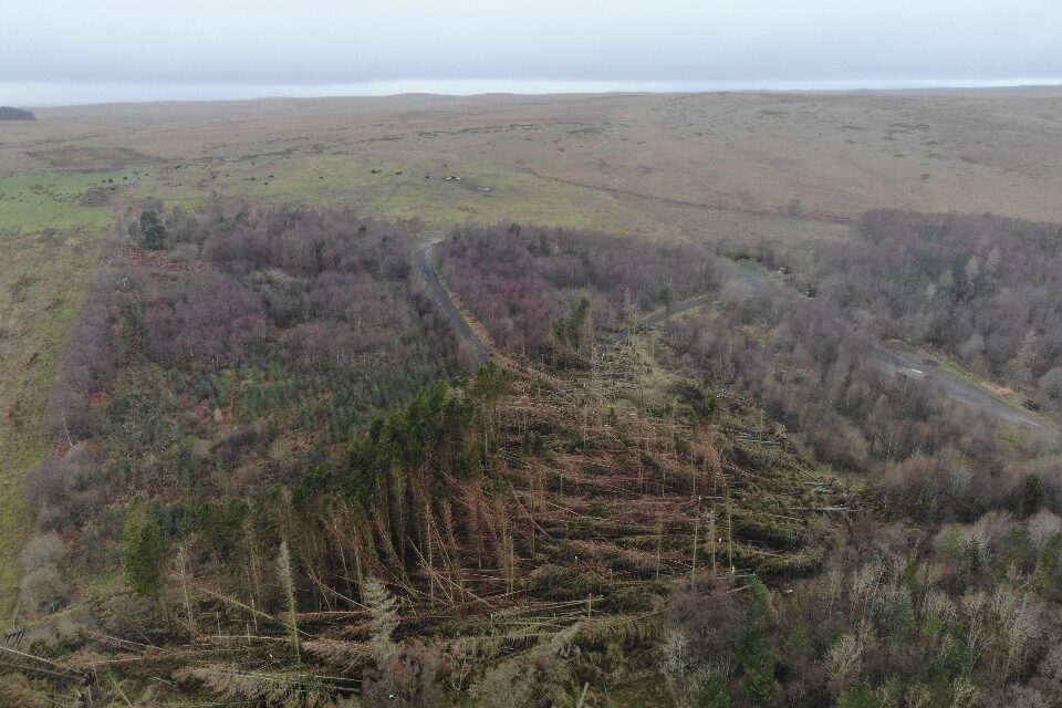 The image shows an aerial view of a large woodland plantation, with many fallen trees across an area of the plantation that is roughly triangular in shape and covers around half its total size.