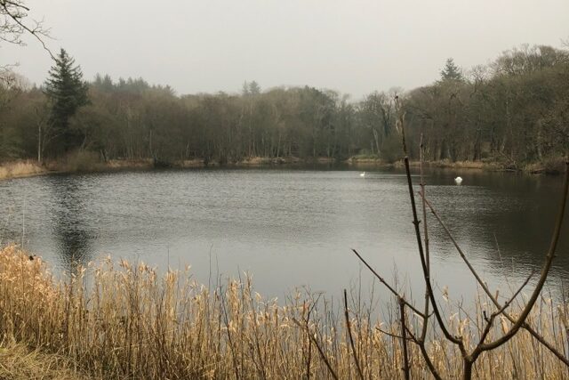 A lake on a cloudy day. In the foreground is some long grass, then the lake with trees behind.