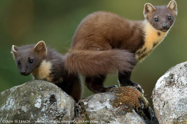 Two pine martens standing on rocks. One is looking at the camera. They both have brown fur with pale patches at their throats.