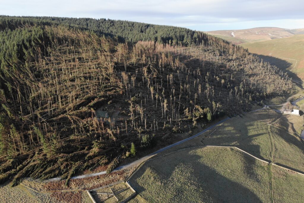 The image is an aerial view of a hillside on which there is a large number of fallen or damaged trees.