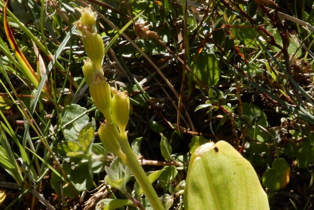 The stem of the orchid rises up from one of its leaves. 