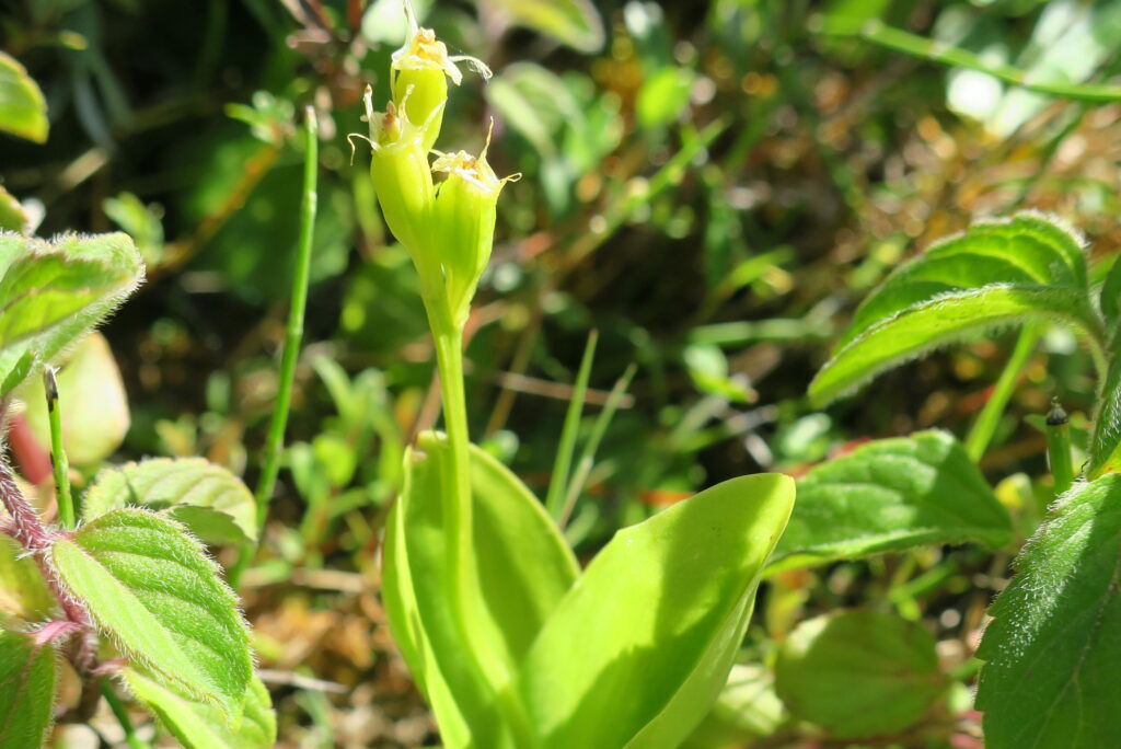 A light green orchid with two leaves grows from the ground.