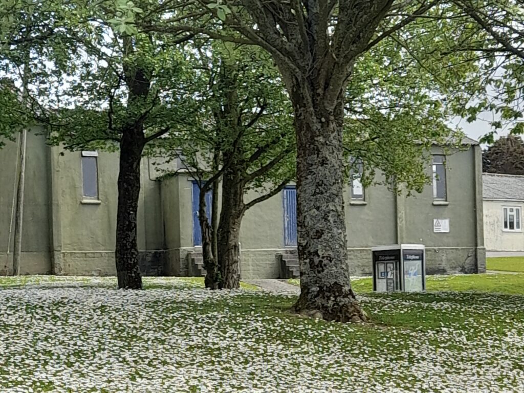 A photo showing an area of grass with daisies growing plentifully in it. In the centre of the photo is a row of three trees, with a brick building behind.