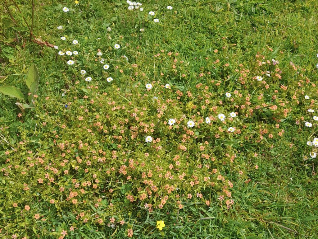 A photo taken from above a patch of grass, showing daisies and various other flowers growing.
