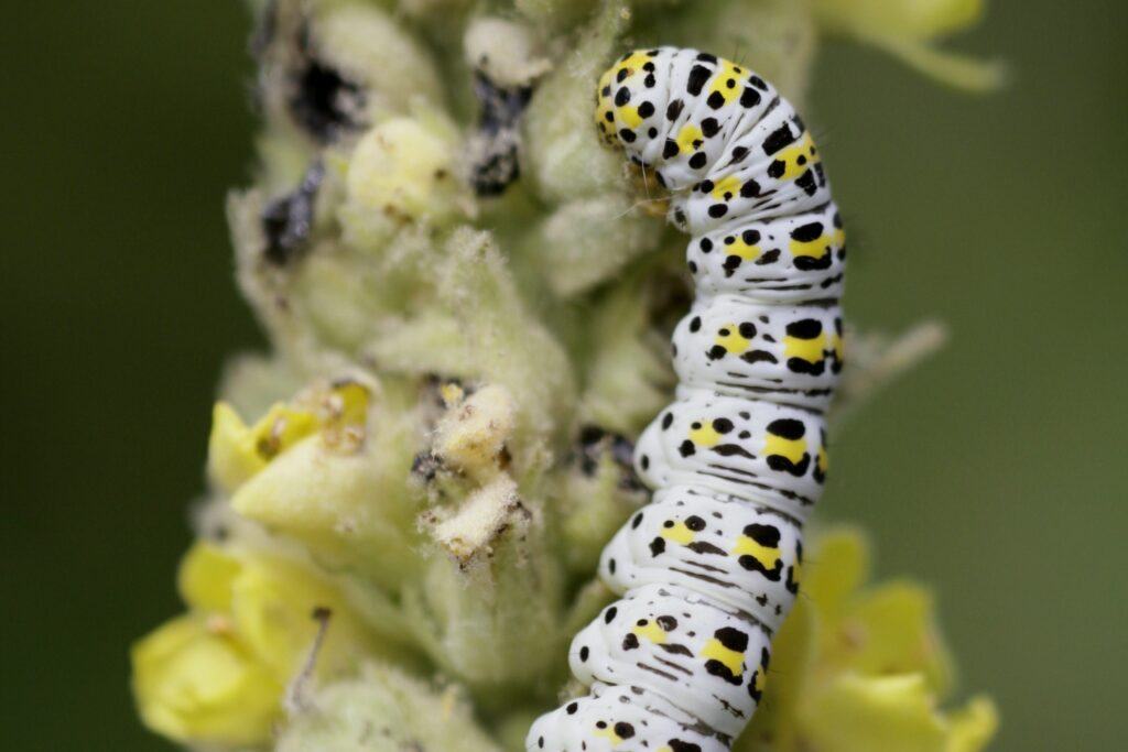 A Mullien moth caterpillar sits on a Great mulllient plant. The caterpillar is white with bright yellow spots and the plant has yellow flowers