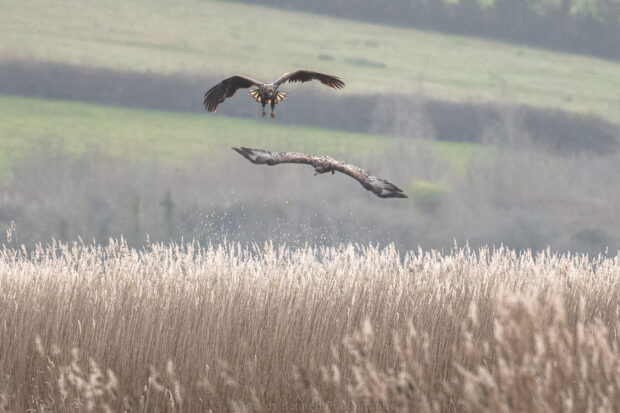 A pair of white-tailed eagles flying low to hunt for prey over an area of tall grass.