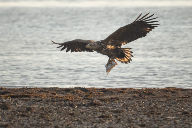 A white-tailed eagle flying low over an area of beach, with the sea in the background. It is carrying a cuttlefish in its claws.