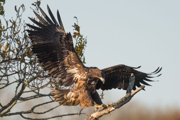 A white-tailed eagle perched on a tree branch, with its wings spread wide.