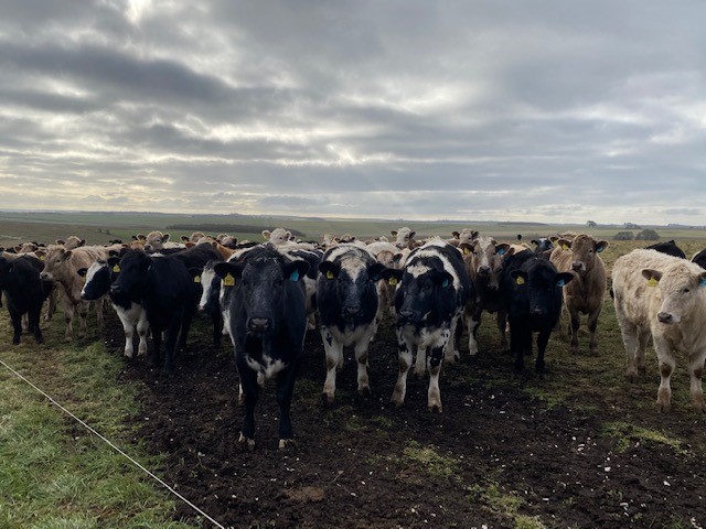 Around 30 black and white cows stand in a field looking towards the camera. A grey sky is above. 