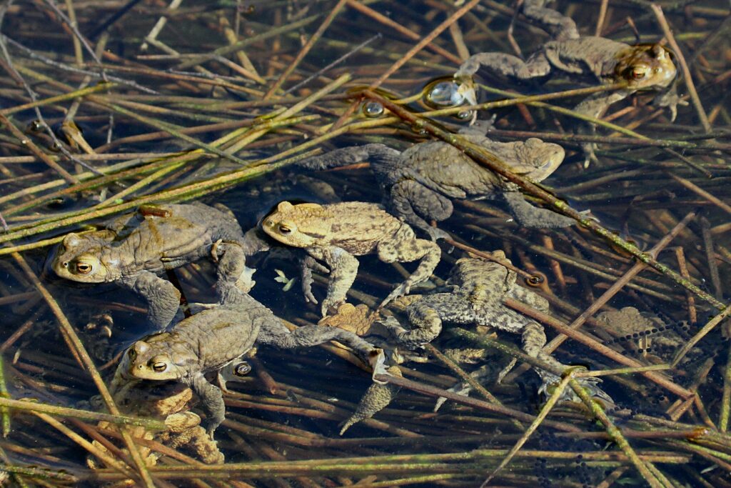 Around half a dozen toads floating on the surface of a pond, surrounded by reeds
