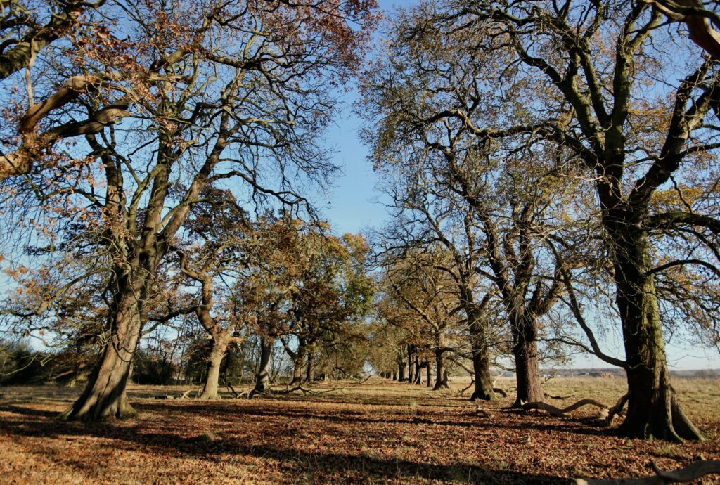 Two rows of tall, partially leaved trees on a flat open area of grassland.