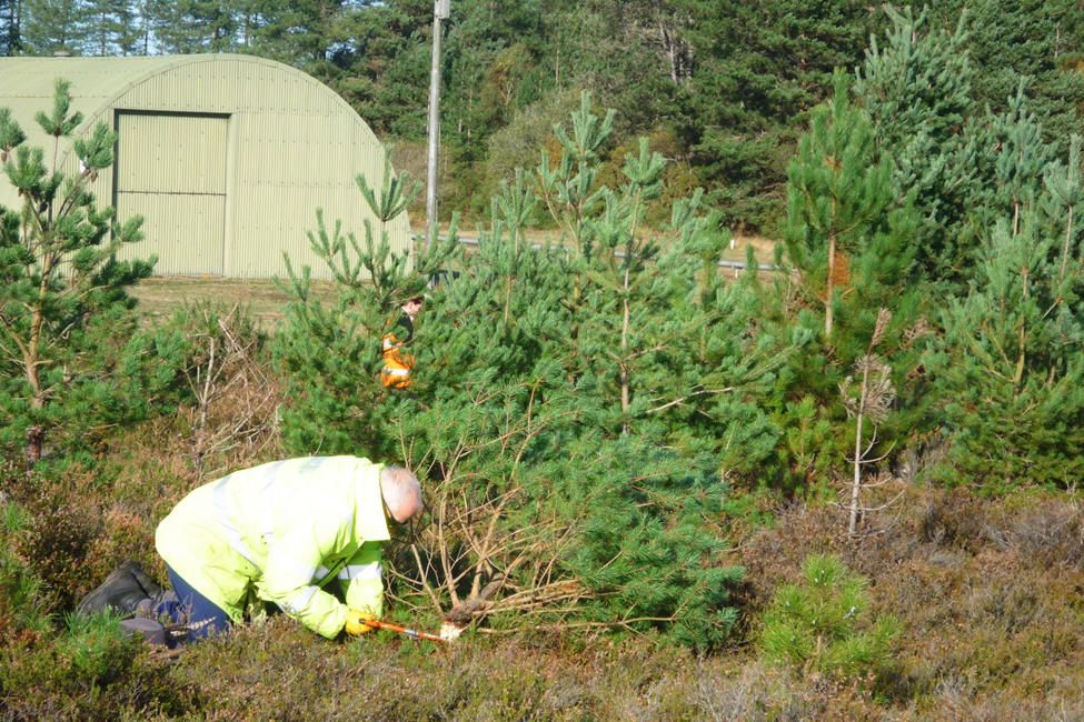 A man wearing a high-vis jacket kneels next to a section of birch scrub which he has cut using a tool in his hand. Behind him, a domed storage bunker can be seen. 