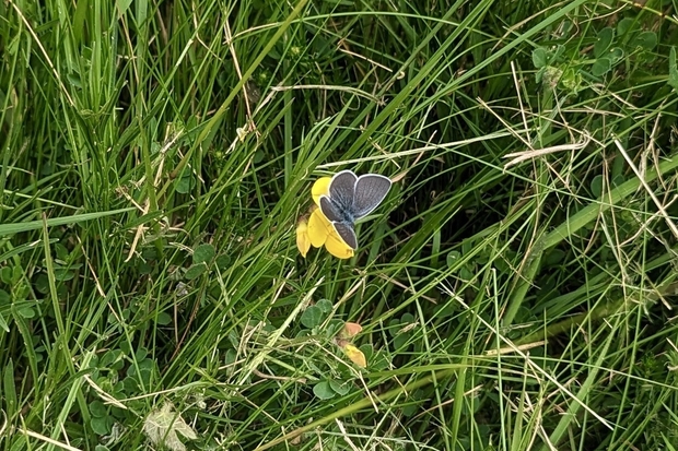 A butterfly perched on a cluster of small, yellow flowers in a grassy field. The butterfly has a dusky blue colouring, with white edges to its wings.