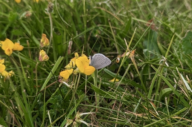 A butterfly perched on a cluster of small, yellow flowers in a grassy field. The butterfly’s underwings can be seen and have a silvery-grey colouring, with several dark blue spots on them.