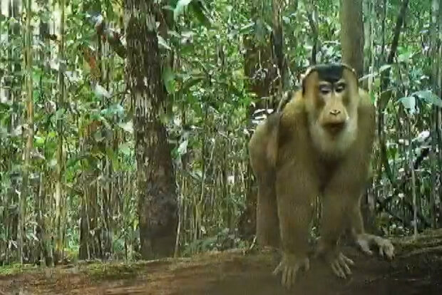 A golden macaque, seated on a large fallen tree trunk in the jungle and looking towards the camera.