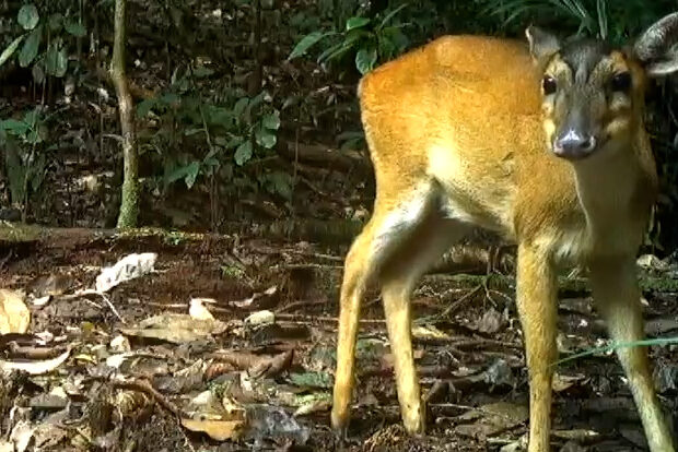 A muntjac stands in the jungle looking towards the camera.