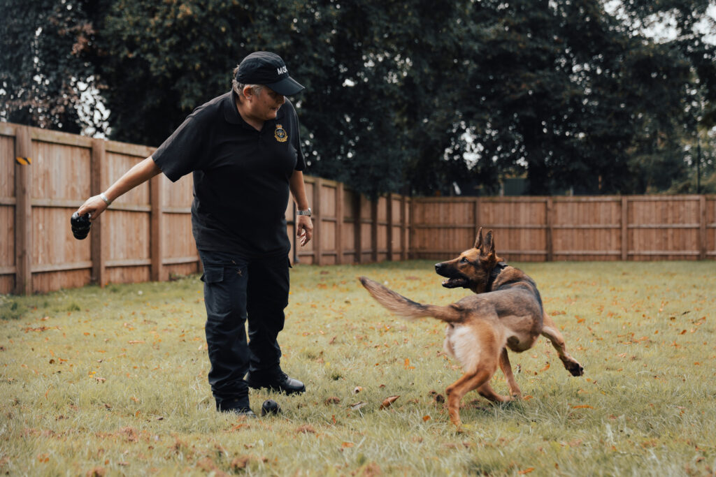 A woman in a black uniform is poised to throw a black object for a dog who is eagerly looking at her. They stand in a fenced in grassy area.