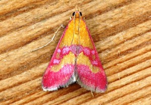 The rare Scarce Crimson and Gold butterfly, found at the MOD's Magilligan firing range in Northern Ireland.