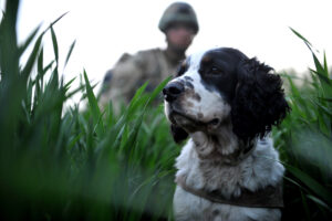 Dogs are often a crucial part of military operations. Here, a search dog trained sniff out explosives and his handler patrol through muddy fields with 2nd Battalion The Parachute Regiment in Afghanistan. (Sgt Rupert Frere, RLC; Crown Copyright)