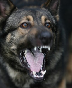 A German Shepherd Military Working Dog, from 101 MWD Support Unit, Royal Army Veterinary Corps (RAVC). (Graeme Martin; Crown Copyright)