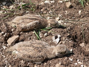 Stone Curlew chicks on the MOD estate. (Crown Copyright)