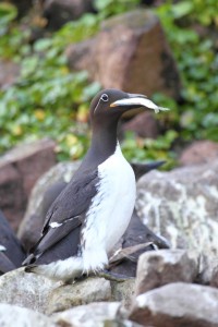 Brindled Guillemot eating fish