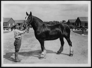 A horse is discharged from a veterinary hospital in France in 1918. (Royal Library of Scotland via Flickr - https://www.flickr.com/photos/nlscotland/4688608606)