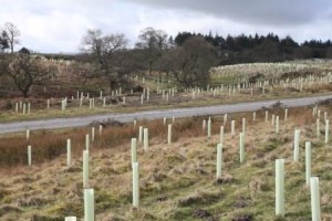 Trees planted in Catterick Training Area as part of the collaboration between DIO and Woodland Trust. [Crown Copyright]