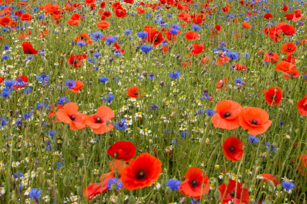 wild-flowers