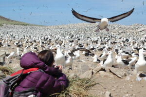 At a Black Browed albatross colony on the Falkland Islands. [Simon Browning]