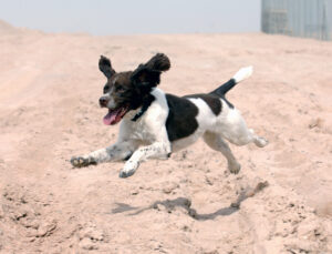 Harvey, an Arms Explosive Search dog, on operations in Afghanistan.  [Cpl Ian Houlding, Crown Copyright/MOD2008] 