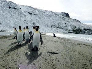 The ubiquitous King Penguin – here at St Andrews Bay where there are 250,000 breeding pairs on one beach! [Simon Browning]